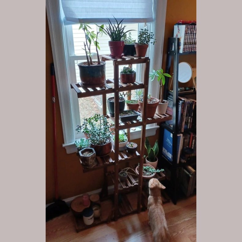 Plantereol - Gulvstand Sjle